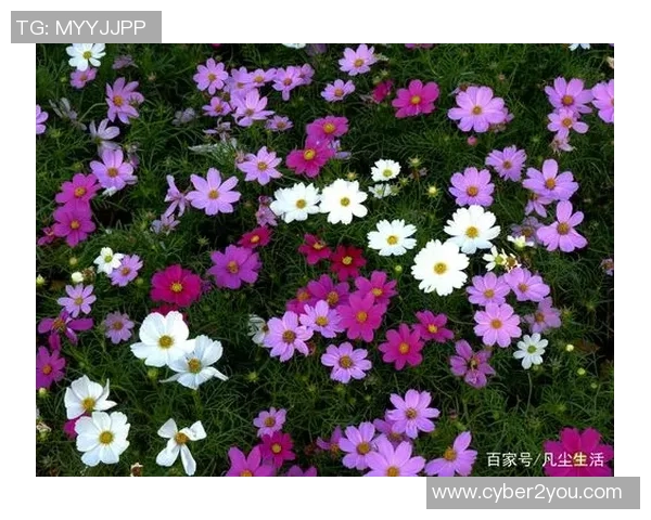 何思雨:在风雨中绽放的坚韧与希望的故事