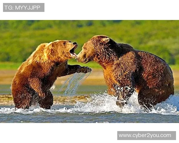 灰熊与棕熊激烈对决视频精彩瞬间回顾与分析